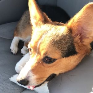 Meet your Posher, Yeng zong